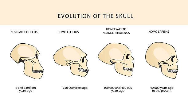 Human Evolution Of The Skull And Text With Dating. Human evolution of the skull  and text with dating. Historical illustrations. Isolated vector . animal skull stock illustrations