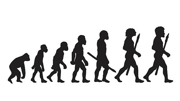 Human evolution. Future. Human Evolution Silhouettes. Human evolution silhouettes. Historical illustrations. Isolated vector . change silhouettes stock illustrations