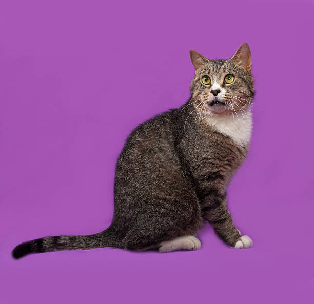 istock Gray and white tabby cat sitting on lilac 479997586