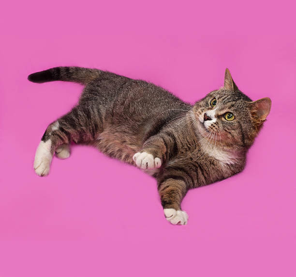 istock Gray and white tabby cat lies on pink 479997594