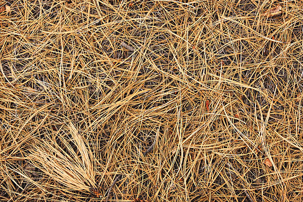istock Pine Needles Woodland Detritus 479997760