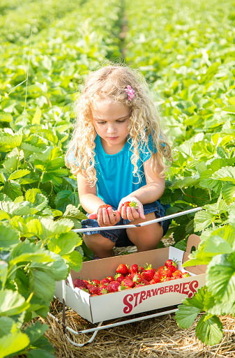Front view of a young girl crouched next to the box of strawberries she just picked. She has a berry in each hand and is trying to decide whether she should put them in the box or in her mouth.