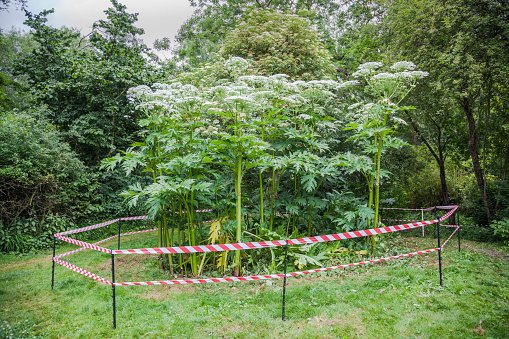 giant hogweed peligrosa instalación Inglaterra de verano photo