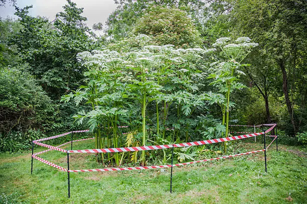 Photo of giant hogweed dangerous plant England summer