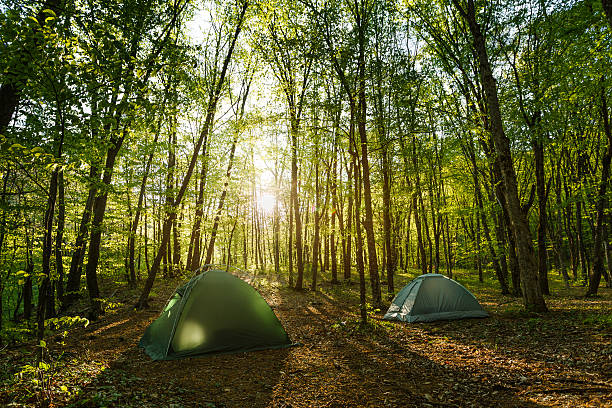 Two tents camp in the middle of a beautiful green forest