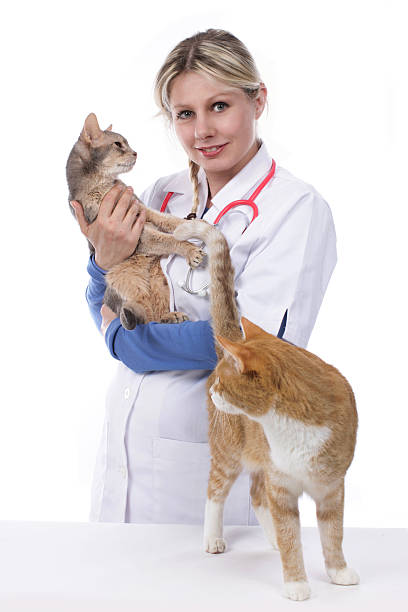 istock Female vet with two cats 479998586
