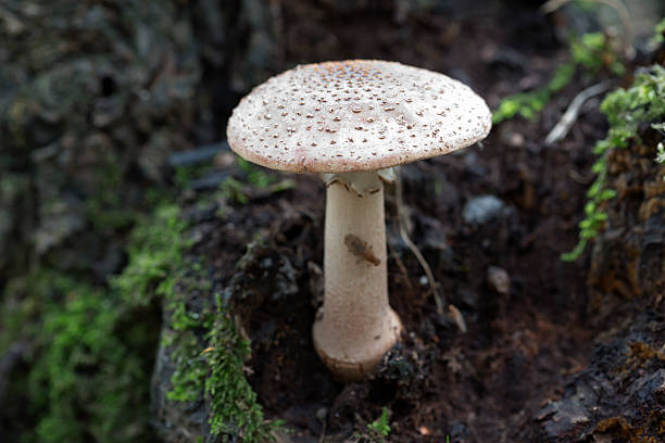 Fungus Blusher Amanita rubescens amanita rubescens stock pictures, royalty-free photos & images