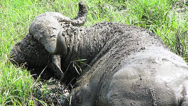 istock African Buffalo , Kenia, Masai Mara 480002084