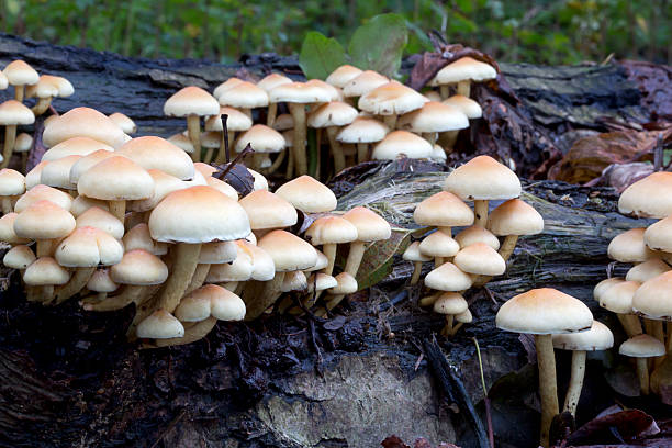 grupo de enxofre em capitonê cogumelos - hypholoma fasciculare - fotografias e filmes do acervo