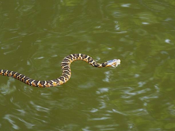 istock Florida Banded Water Snake 480003596
