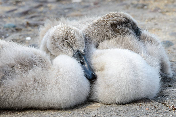 istock Baby swan - closeup portrait 480004544