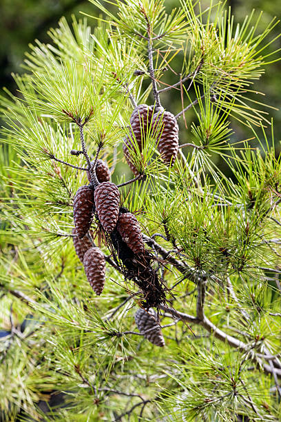 istock Close up of an old pine tree 480006148