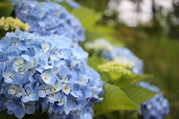 istock Blue flower close up in nature 480006550