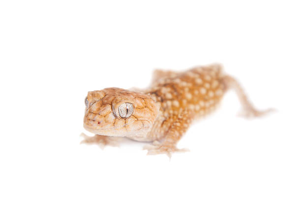 istock Rough Knob-tailed Gecko  isolated on white 480010968