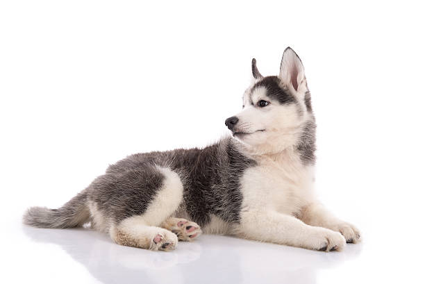 istock Cute siberian husky puppy lying 480011336