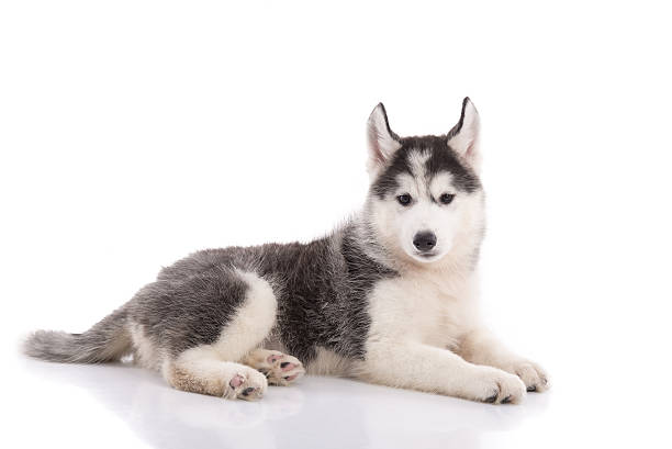 istock Cute siberian husky puppy lying 480011338