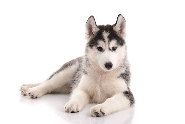 istock Cute siberian husky puppy lying 480011342