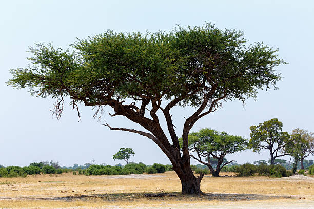istock Large Acacia tree in the open savanna plains Africa 480011464