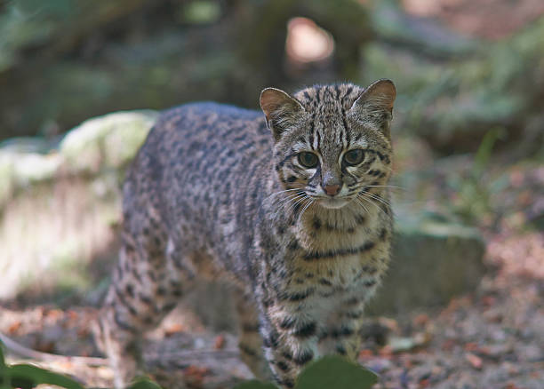 istock Geoffroy's cat close up 480012028