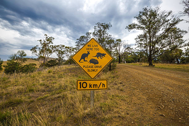 indicazioni della tasmania - tasmanian animals foto e immagini stock