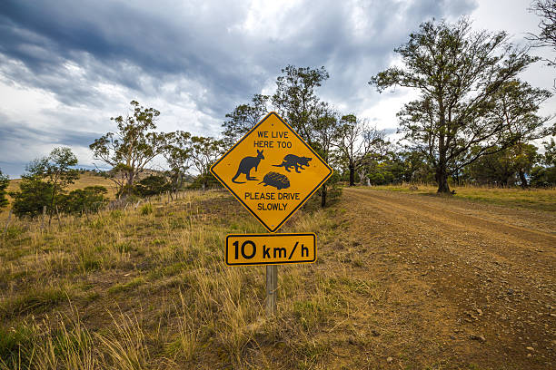 Tasmanian road signs Warning sign for wildlife crossing on Tasmanian dirty road, please drive slowly, kangaroos, tasmania devils and echidnas live here too. tasmanian animals stock pictures, royalty-free photos & images