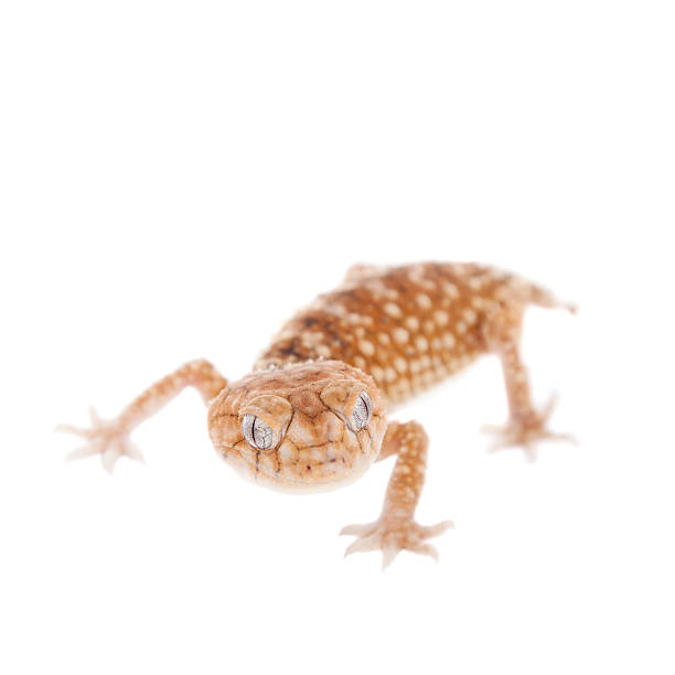 istock Rough Knob-tailed Gecko  isolated on white 480012260