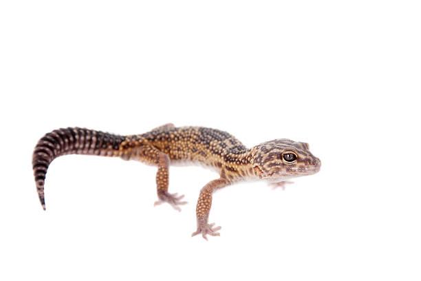 istock The Iranian fat tailed gecko isolated on white 480012408