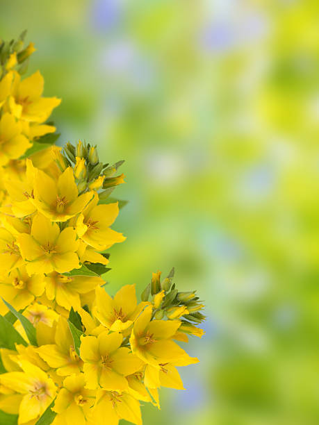 istock Yellow Loosestrife 480012674