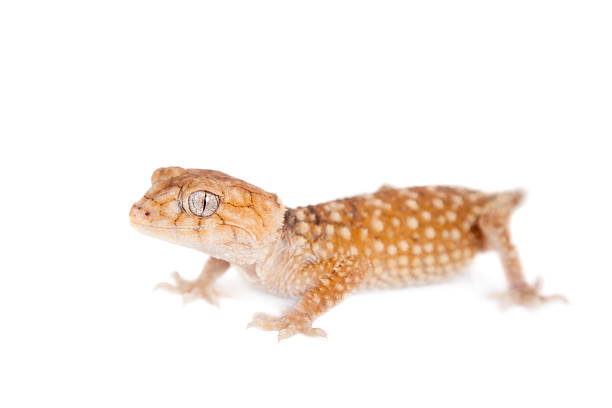 istock Rough Knob-tailed Gecko  isolated on white 480012926