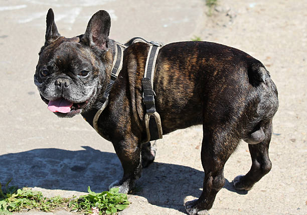 istock Dog breed French bulldog 480013014