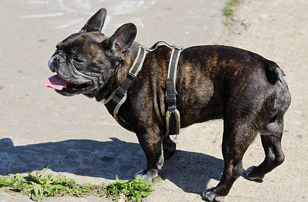 istock Dog breed French bulldog 480013016