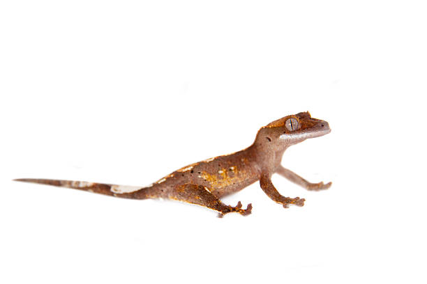 istock New Caledonian crested gecko on white 480013252