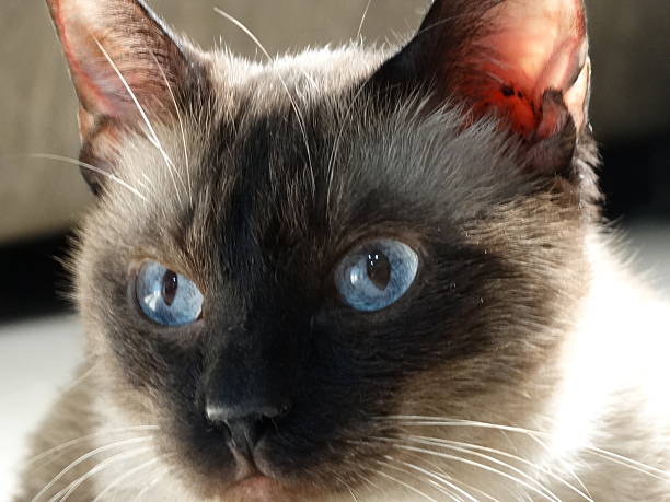 istock Blue-eyed Siamese Cat 480013358