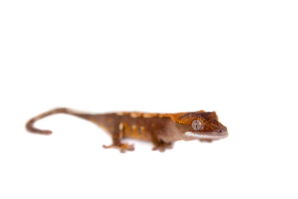 istock New Caledonian crested gecko on white 480013772
