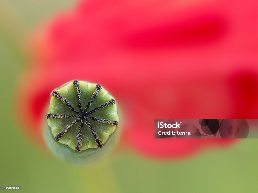 poppy seedbox on background red petal poppy seedbox on background from red petal 2015 Stock Photo