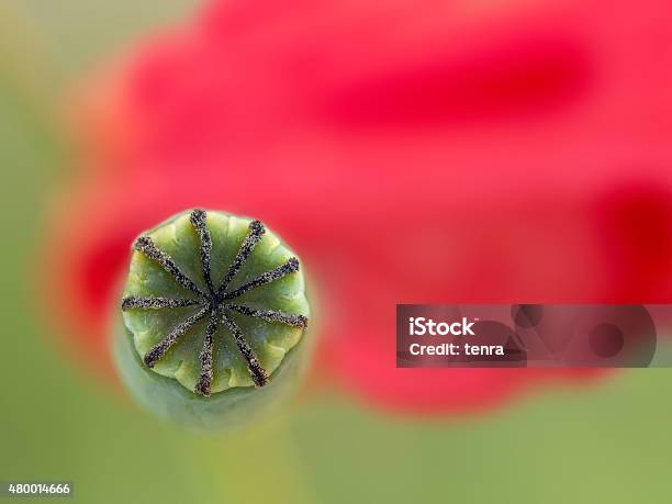 Poppy Seedbox On Background Red Petal Stock Photo - Download Image Now - 2015, Agriculture, Beauty
