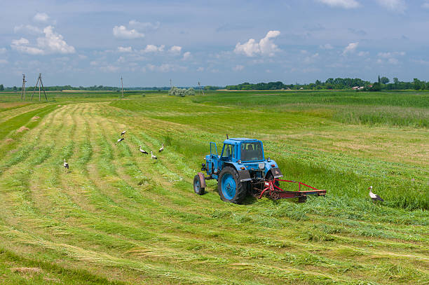 bocian mowing hay z inspekcji na wodzie-łąka z ukrainy - lag zdjęcia i obrazy z banku zdjęć