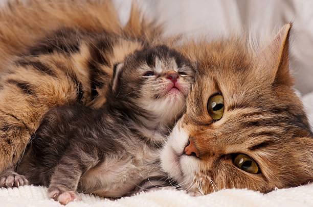 syberyjski kot - newborn animal zdjęcia i obrazy z banku zdjęć