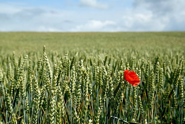 istock Poppy flower 480026386
