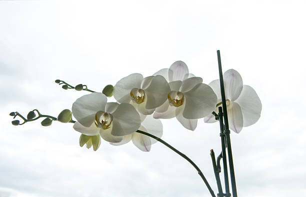 istock white orchid flowers front of clouds in turkey 480029010
