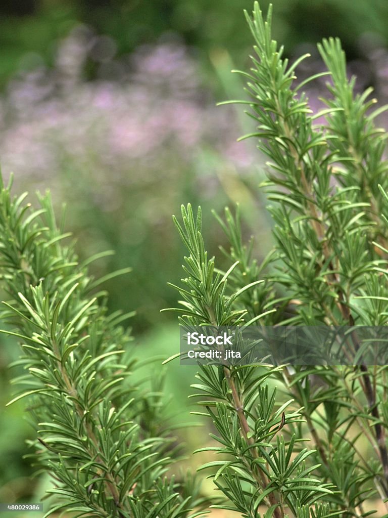 Rosemary Rosemary in the herbal garden 2015 Stock Photo