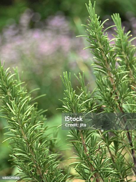 Rosemary Stock Photo - Download Image Now - 2015, Alternative Therapy, Antioxidant