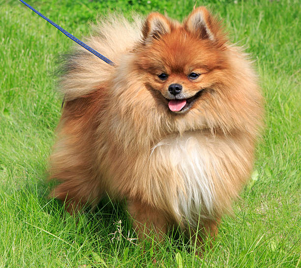 istock Beautiful dog on green grass 480029632