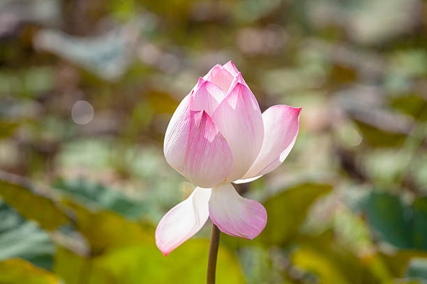 istock ,beautiful pink lotus flowers blooming 480030544