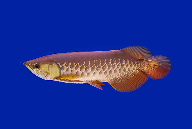 istock Asian arowana in blue background 480030820