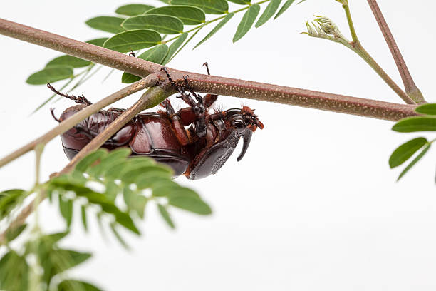 escarabajo rinoceronte - nasicornis fotografías e imágenes de stock