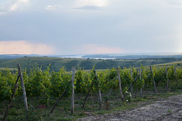 istock Vineyard near Mechka village 480031968