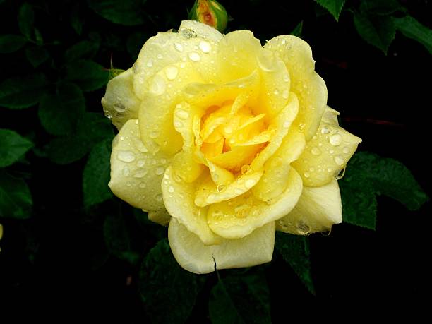 istock Yellow Rose and Rainy Day 480034908