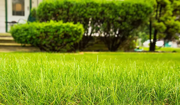 Beautiful green full grass in home yard