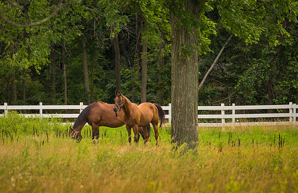 istock Horses Grazing on Farm 480036158